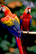 two-parrots.gif